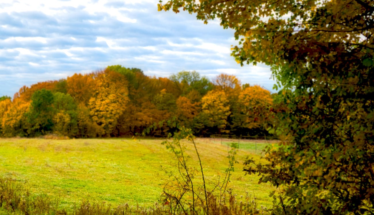 Field with trees in fall background.